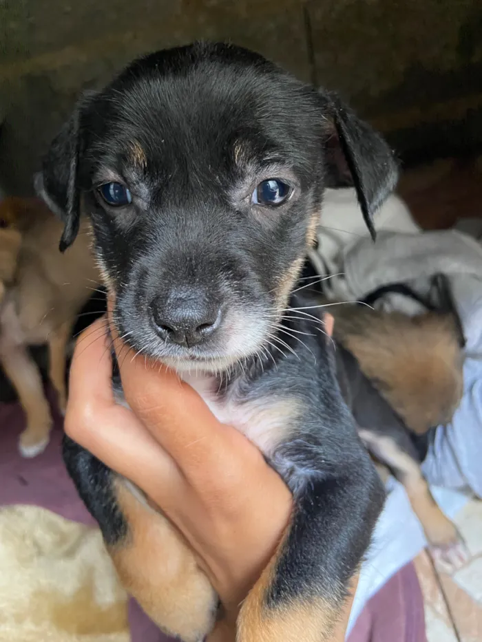 Cachorro raça SRD-ViraLata idade Abaixo de 2 meses nome Vc escolhe 