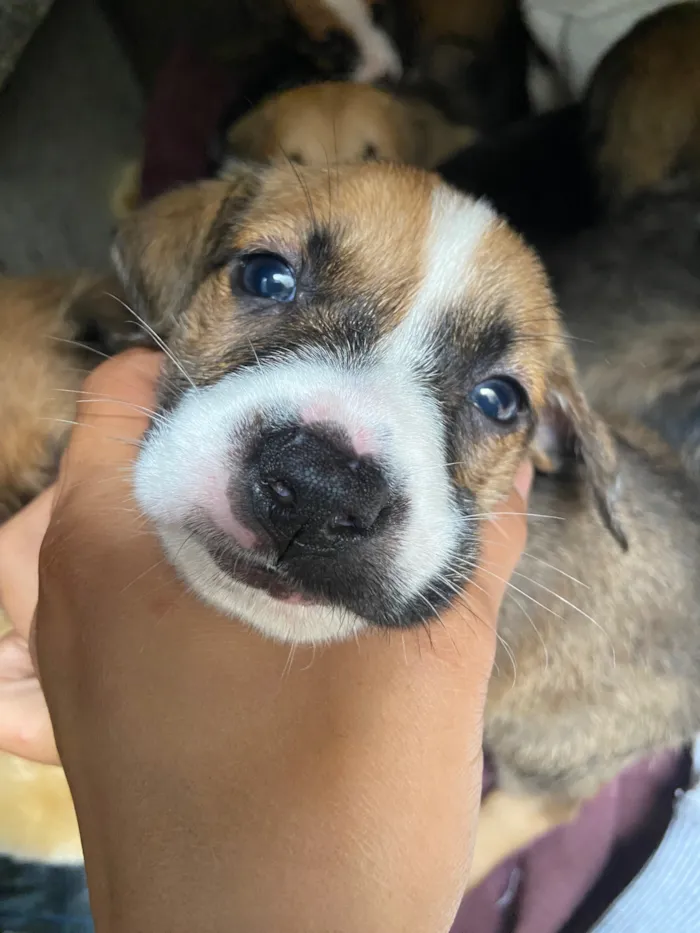 Cachorro raça SRD-ViraLata idade Abaixo de 2 meses nome Vc escolhe 