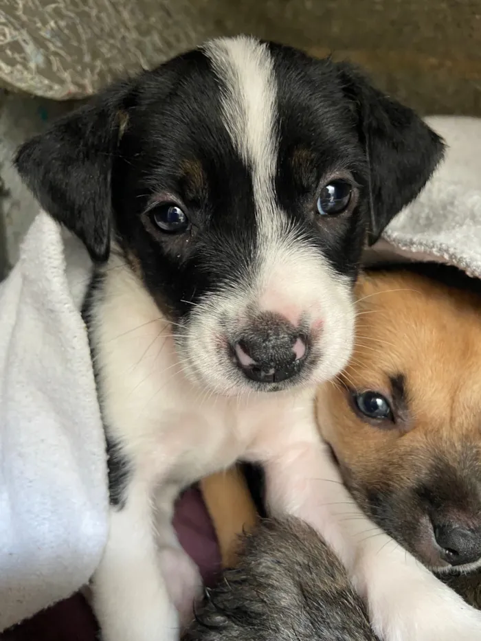 Cachorro raça SRD-ViraLata idade Abaixo de 2 meses nome Vc escolhe 