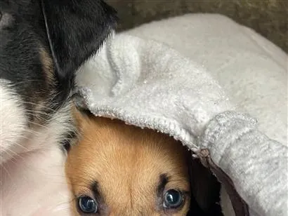 Cachorro raça SRD-ViraLata idade Abaixo de 2 meses nome Vc escolhe 