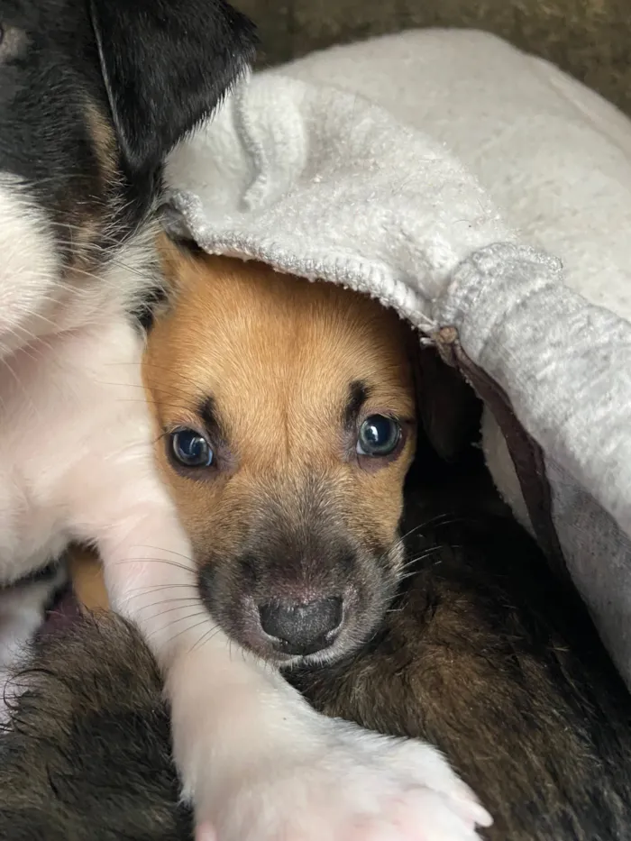 Cachorro raça SRD-ViraLata idade Abaixo de 2 meses nome Vc escolhe 