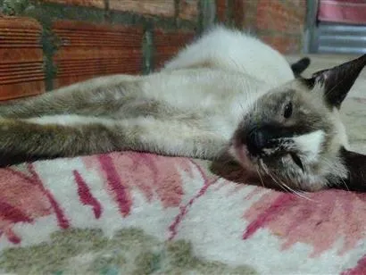 Gato raça SRD-ViraLata idade 2 a 6 meses nome Mabel