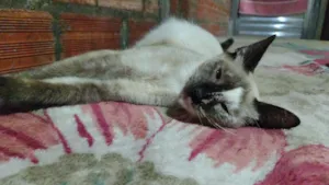 Gato raça SRD-ViraLata idade 2 a 6 meses nome Mabel