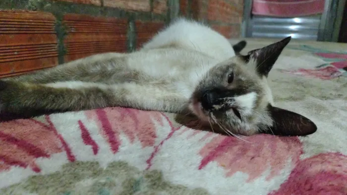 Gato raça SRD-ViraLata idade 2 a 6 meses nome Mabel