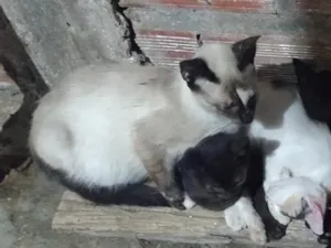 Gato raça SRD-ViraLata idade 2 a 6 meses nome .