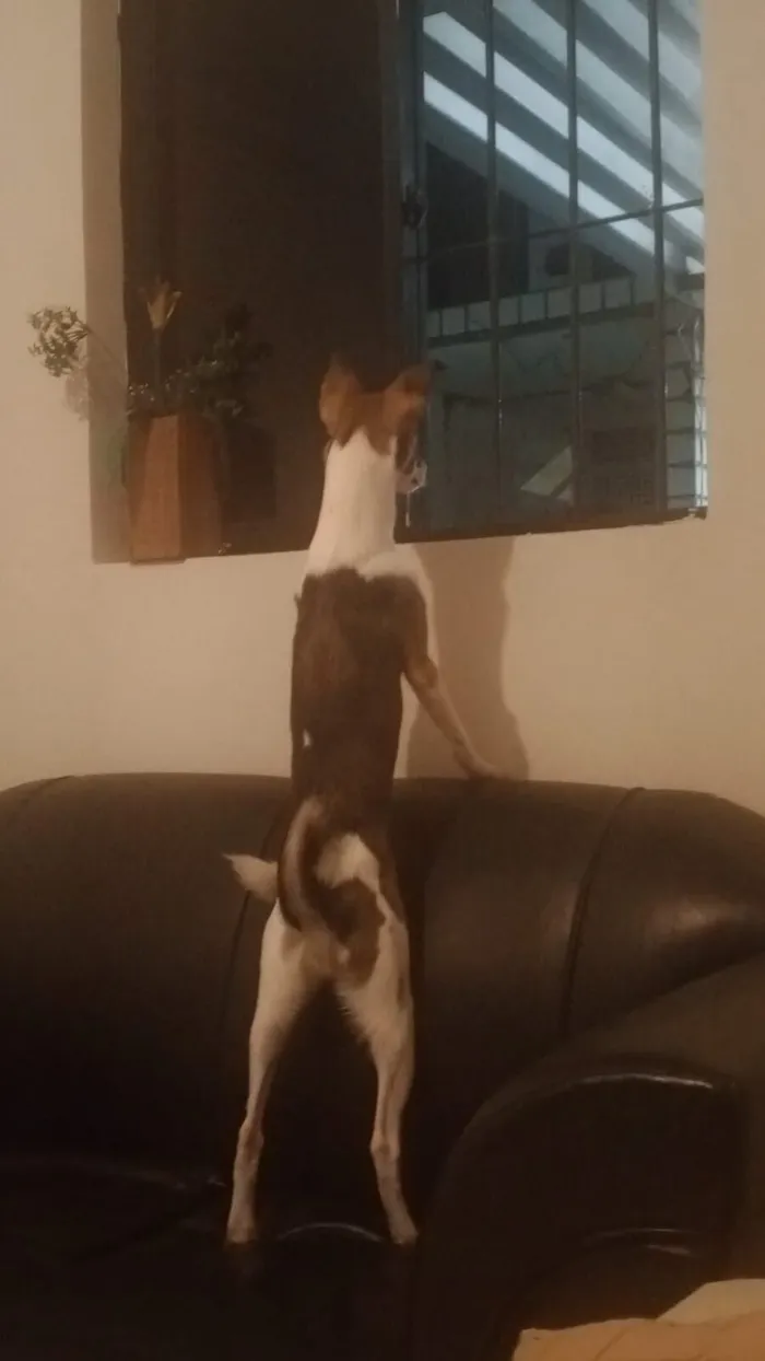 Cachorro raça SRD-ViraLata idade 2 a 6 meses nome Fefê 