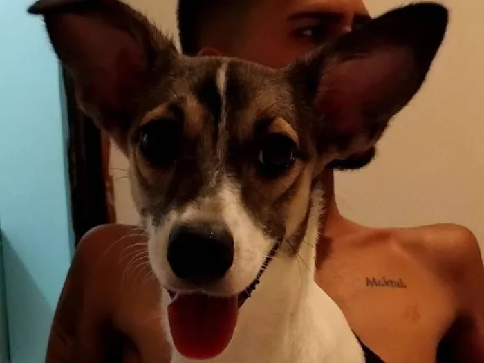 Cachorro raça SRD-ViraLata idade 2 a 6 meses nome Fefê 