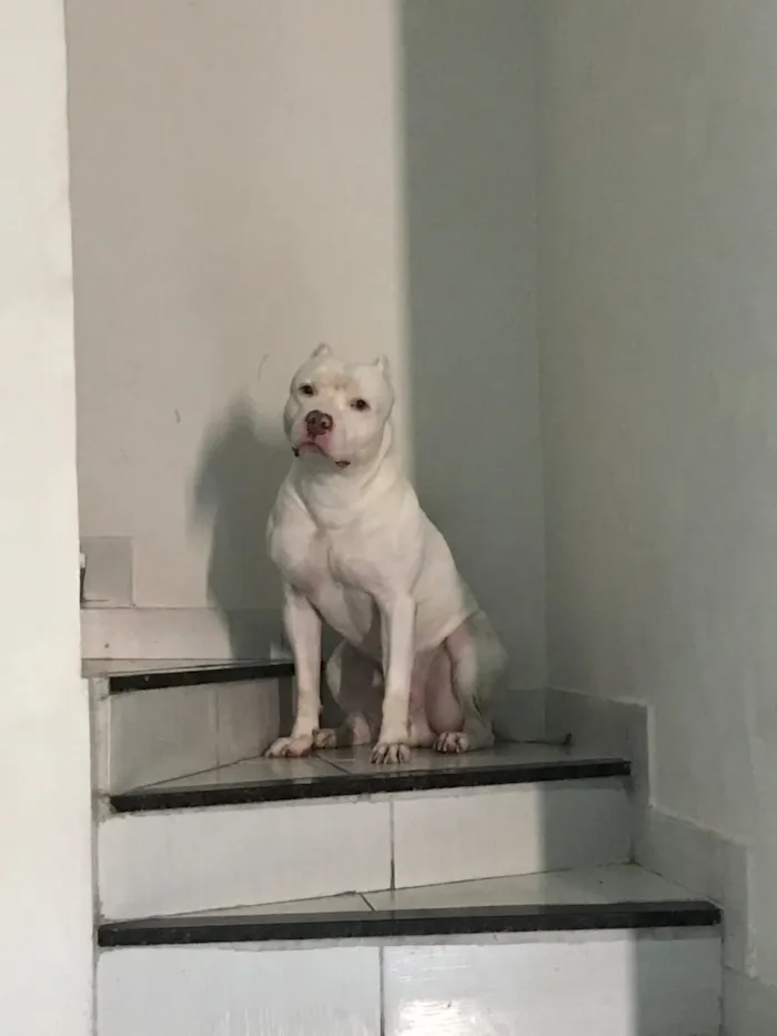 Cachorro raça Pit-Bull idade 5 anos nome Thor