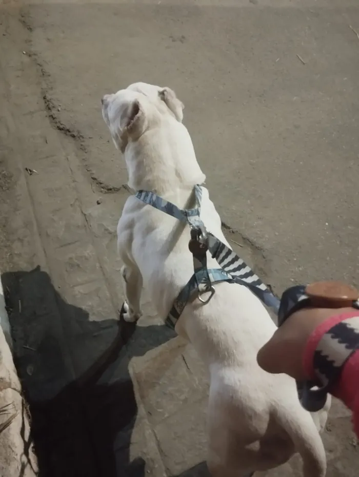 Cachorro raça Pit-Bull idade 5 anos nome Thor