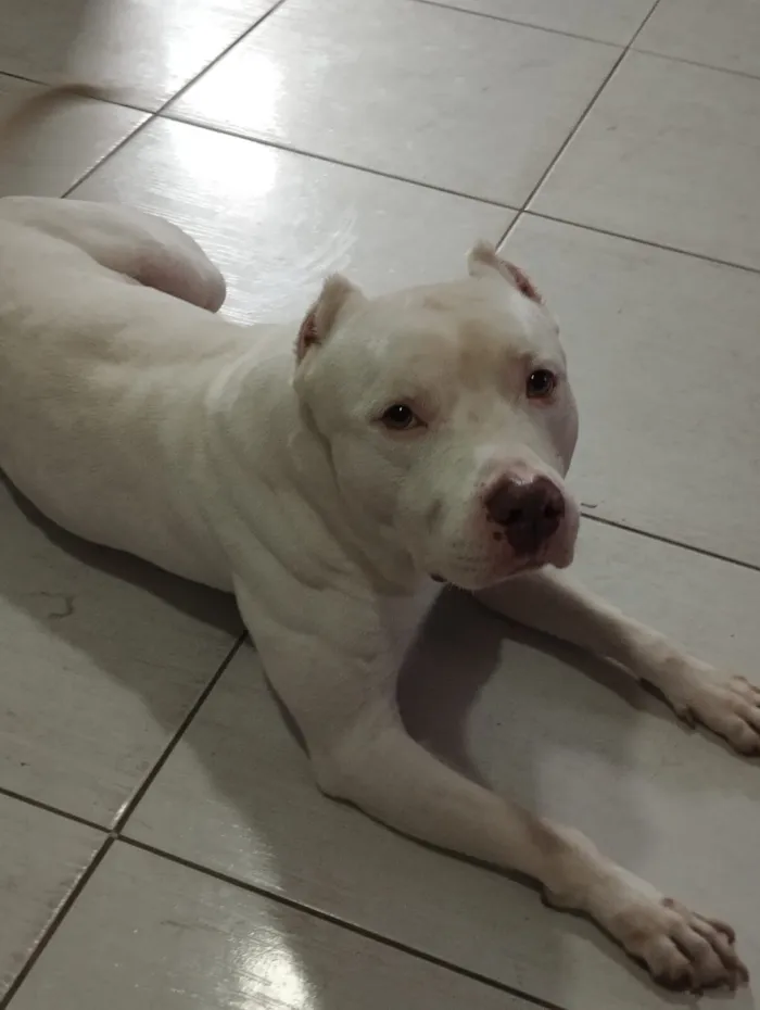 Cachorro raça Pit-Bull idade 5 anos nome Thor