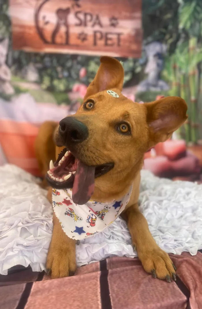 Cachorro raça SRD-ViraLata idade 1 ano nome Tunico 