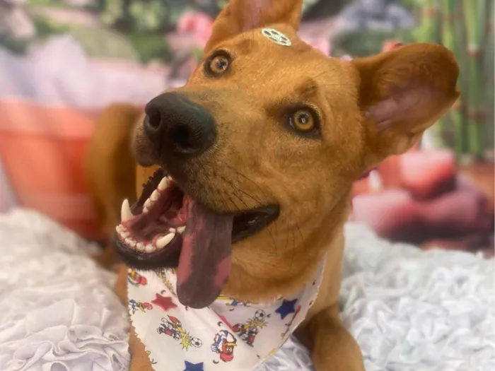 Cachorro raça SRD-ViraLata idade 1 ano nome Tunico 