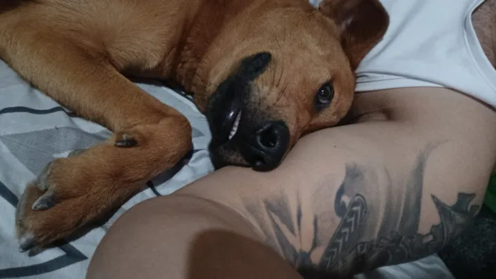 Cachorro raça SRD-ViraLata idade 1 ano nome Tunico 