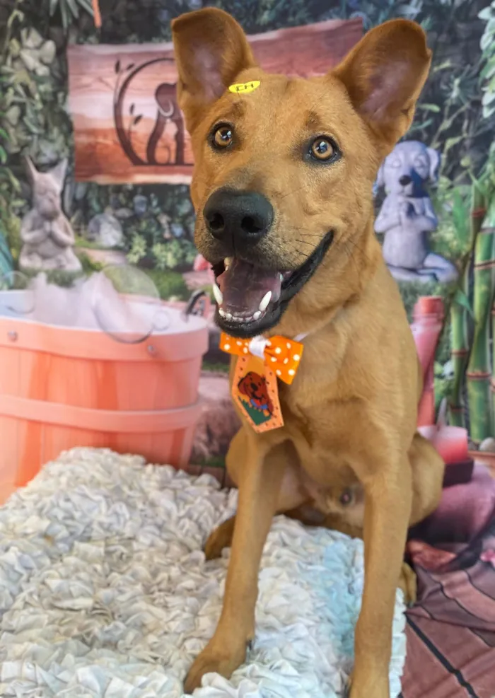 Cachorro raça SRD-ViraLata idade 1 ano nome Tunico 