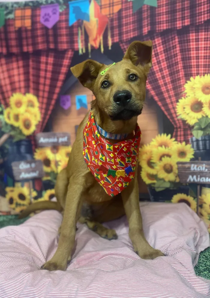 Cachorro raça SRD-ViraLata idade 1 ano nome Tunico 