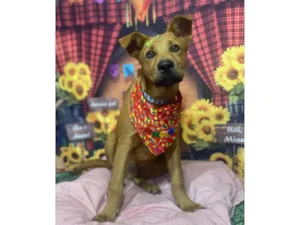 Cachorro raça SRD-ViraLata idade 1 ano nome Tunico 