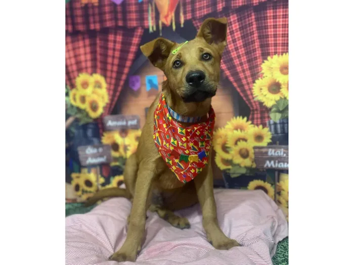 Cachorro raça SRD-ViraLata idade 1 ano nome Tunico 