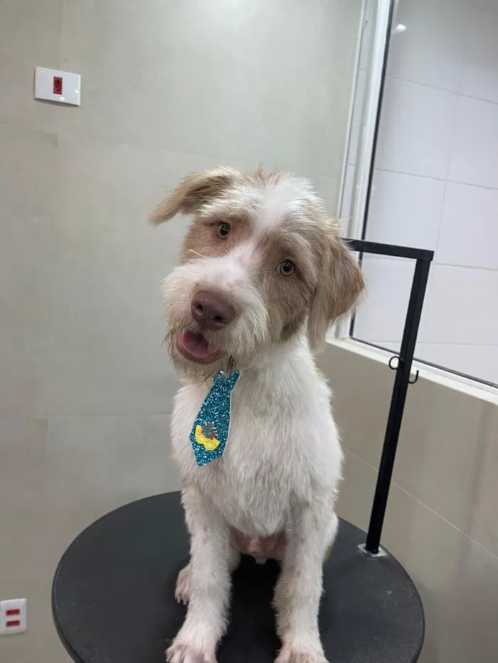 Cachorro raça SRD-ViraLata idade 7 a 11 meses nome Bidu