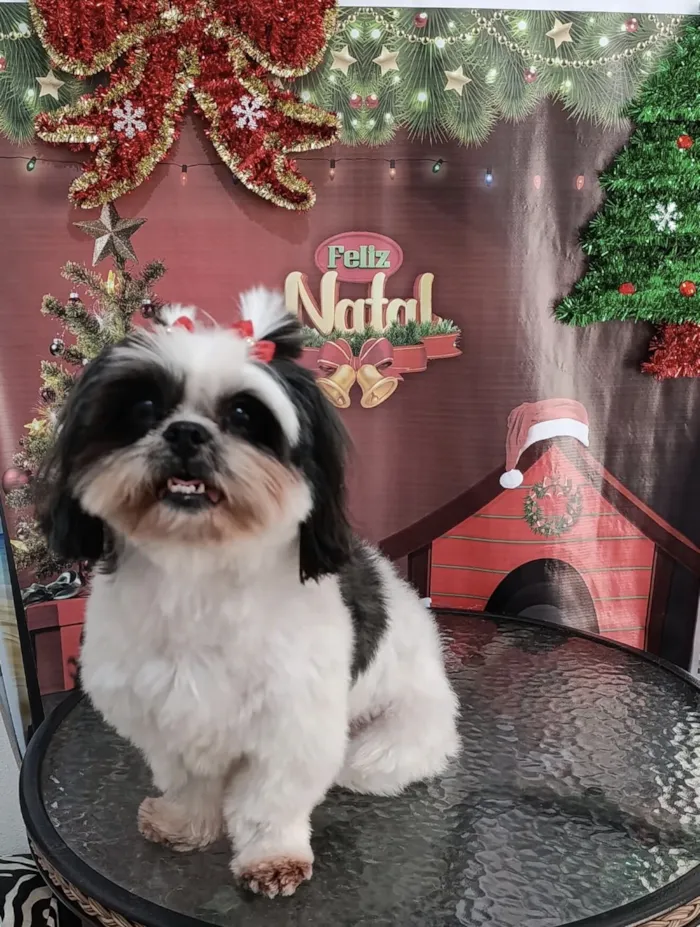 Cachorro raça Shitzu idade 4 anos nome Luna desapareceu dia 8/03