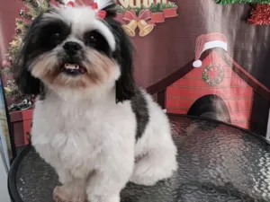 Cachorro raça Shitzu idade 4 anos nome Luna desapareceu dia 8/03