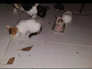 Gato raça SRD-ViraLata idade 2 a 6 meses nome gatos