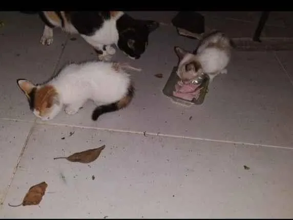 Gato raça SRD-ViraLata idade 2 a 6 meses nome gatos