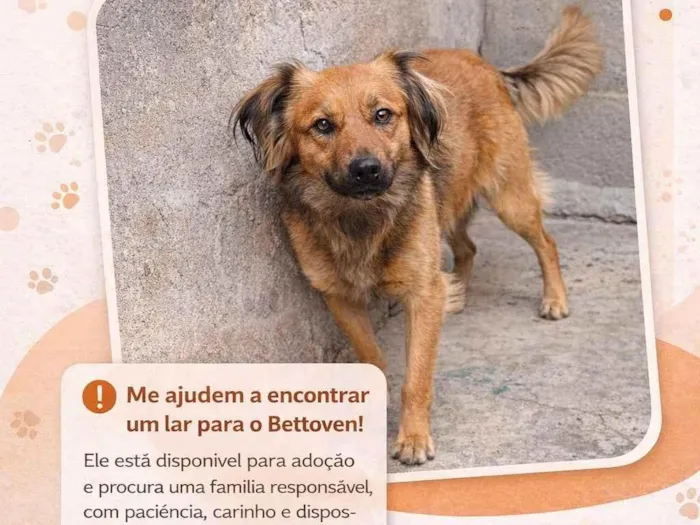 Cachorro raça SRD-ViraLata idade 3 anos nome Bettoven 