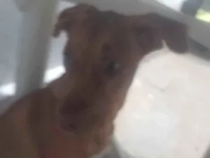 Cachorro raça SRD-ViraLata idade 2 a 6 meses nome Andreia Cristina