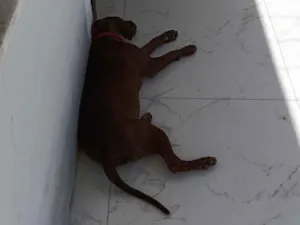 Cachorro raça Pit-Bull idade 1 ano nome Dexter 