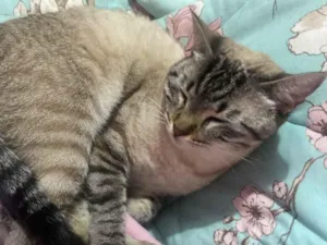 Gato raça SRD-ViraLata idade 2 anos nome Taylor (taytay)