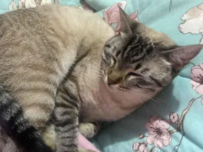 Gato raça SRD-ViraLata idade 2 anos nome Taylor (taytay)