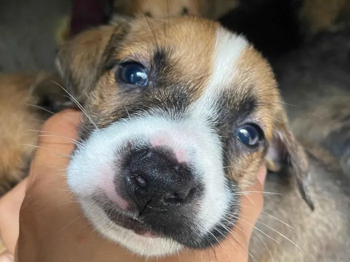 Cachorro raça SRD-ViraLata idade Abaixo de 2 meses nome Vc escolhe 