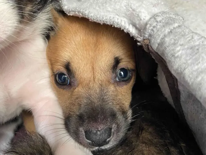 Cachorro raça SRD-ViraLata idade Abaixo de 2 meses nome Vc escolhe 