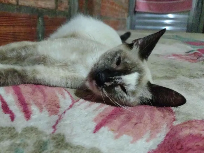 Gato raça SRD-ViraLata idade 2 a 6 meses nome Mabel