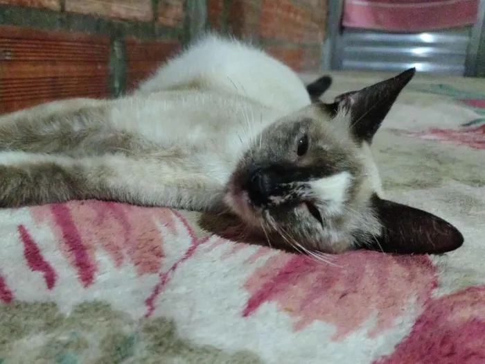 Gato raça SRD-ViraLata idade 2 a 6 meses nome Mabel