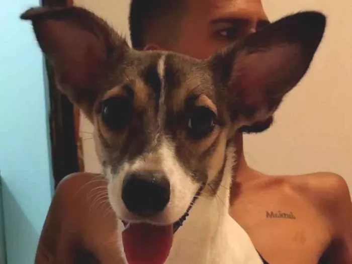 Cachorro raça SRD-ViraLata idade 2 a 6 meses nome Fefê 