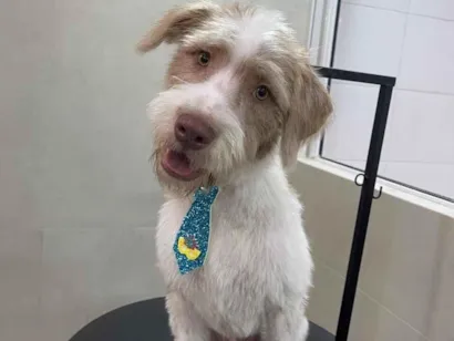 Cachorro raça SRD-ViraLata idade 7 a 11 meses nome Bidu