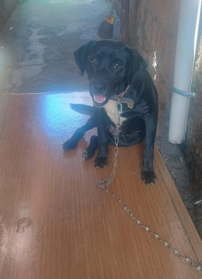 Cachorro raça SRD-ViraLata idade 2 anos nome luidy 