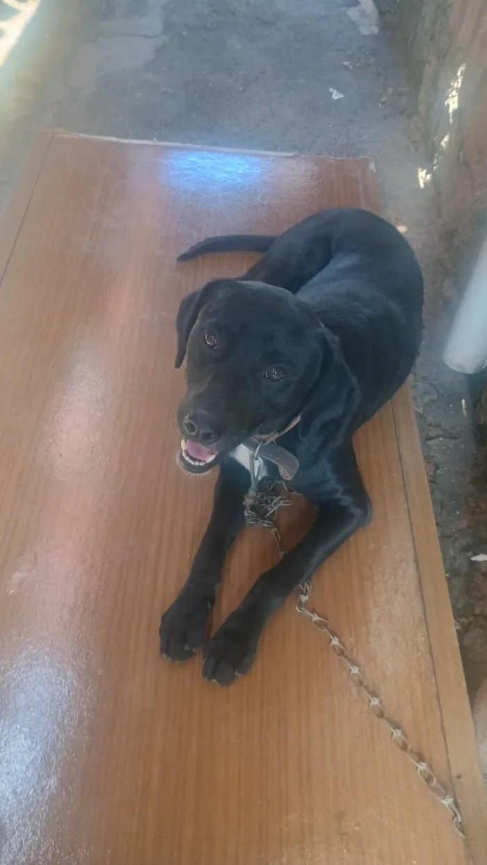 Cachorro raça SRD-ViraLata idade 2 anos nome luidy 