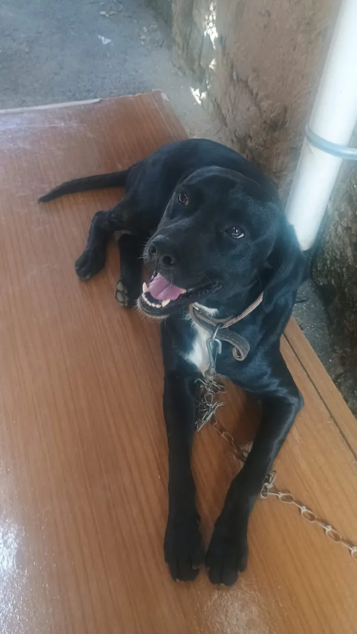 Cachorro raça SRD-ViraLata idade 2 anos nome luidy 