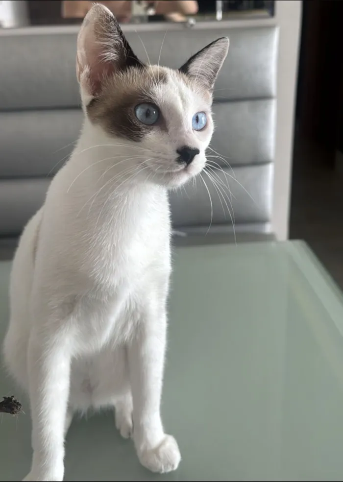 Gato raça SRD-ViraLata idade 7 a 11 meses nome Moana