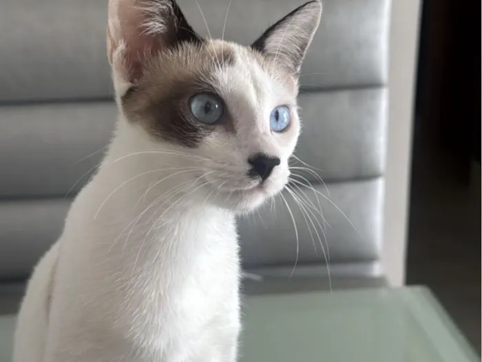 Gato raça SRD-ViraLata idade 7 a 11 meses nome Moana