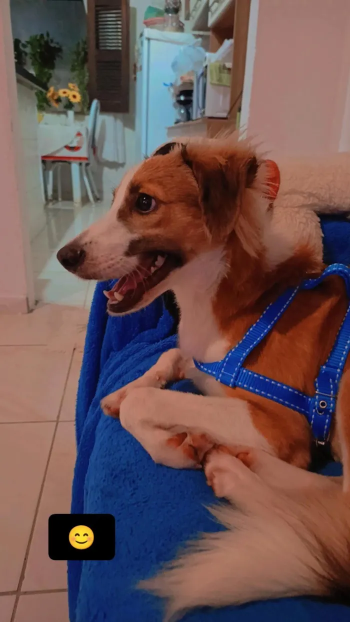 Cachorro raça SRD-ViraLata idade 1 ano nome bolinha 