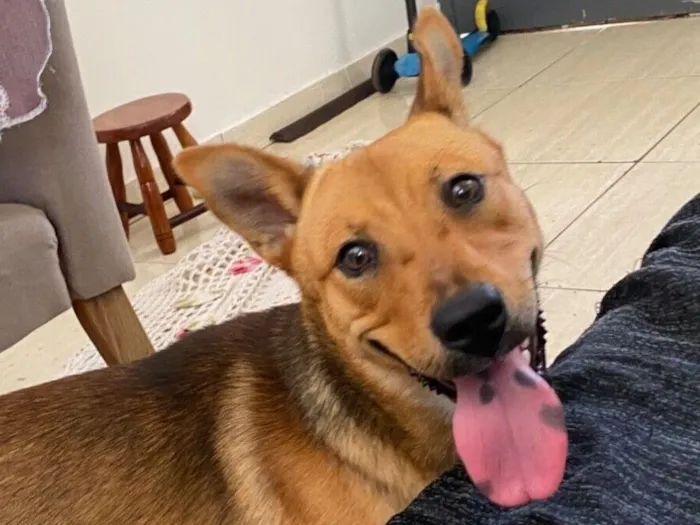 Cachorro raça Chow Chow idade 3 anos nome Mel 