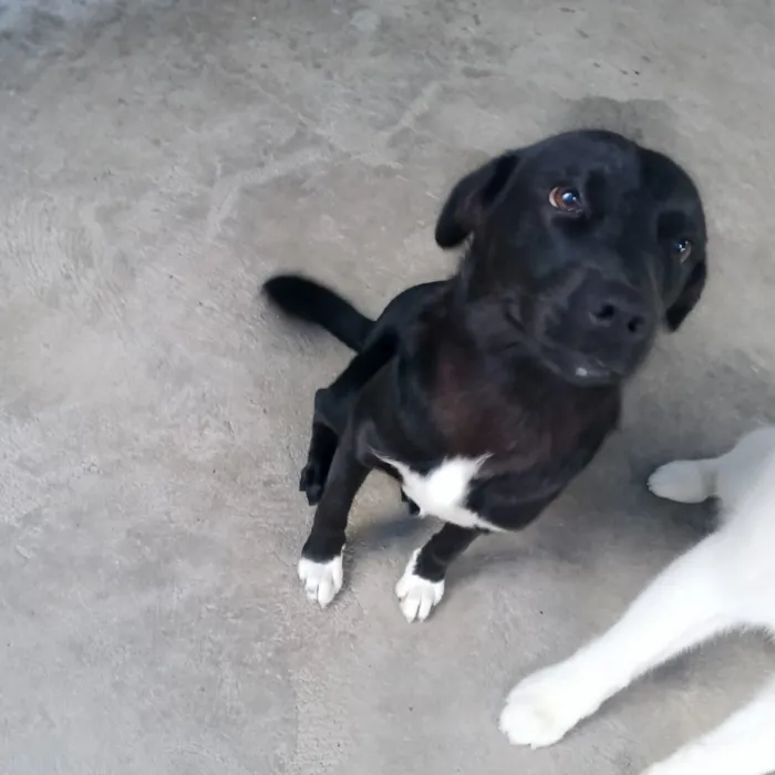 Cachorro raça SRD-ViraLata idade 7 a 11 meses nome Zeus