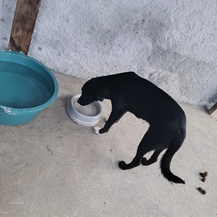 Cachorro raça SRD-ViraLata idade 7 a 11 meses nome Zeus