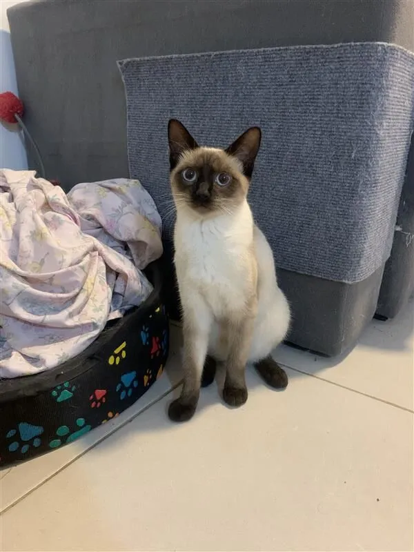 Gato raça Siamês idade 2 a 6 meses nome Ahri