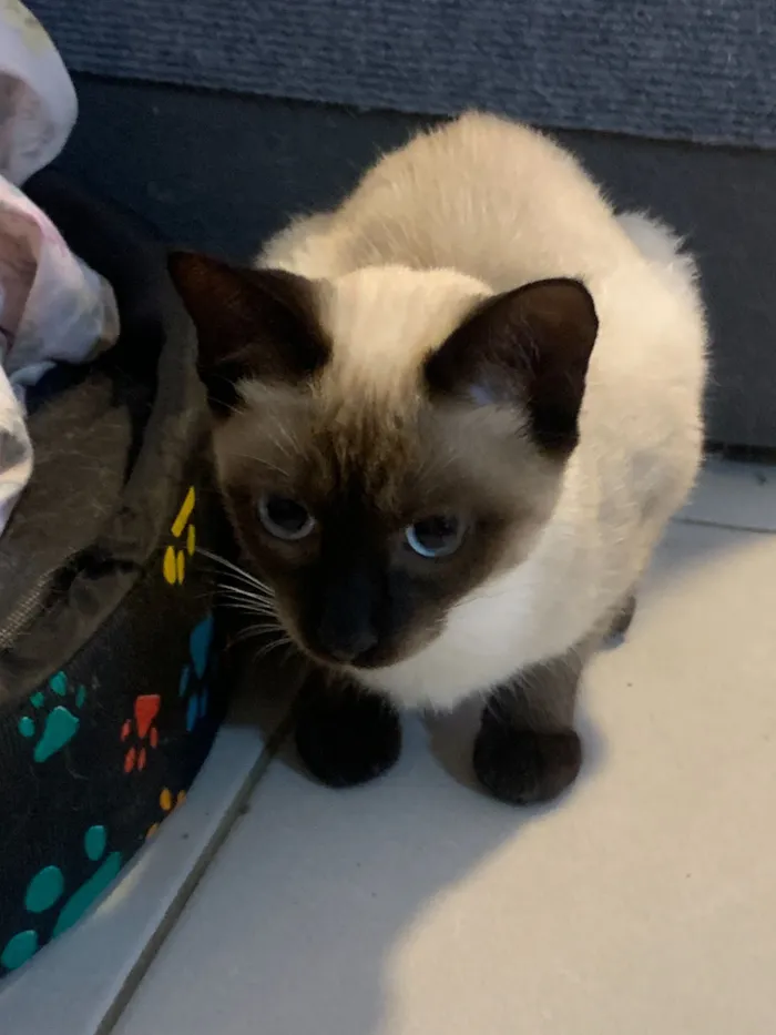 Gato raça Siamês idade 2 a 6 meses nome Ahri