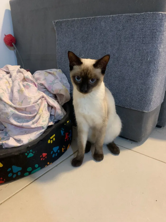 Gato raça Siamês idade 2 a 6 meses nome Ahri