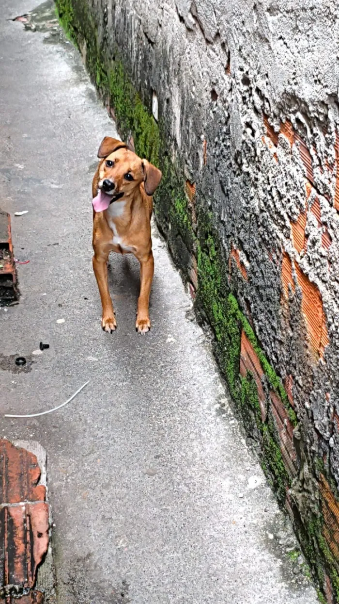 Cachorro raça SRD-ViraLata idade 1 ano nome Helena 